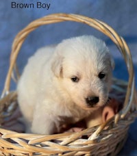 a white puppy is sitting in a wicker basket