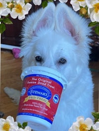 a white dog is holding a cup of yogurt