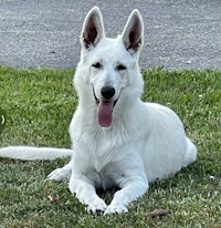 a white german shepherd dog laying in the grass