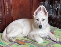 a white german shepherd puppy laying on a blanket