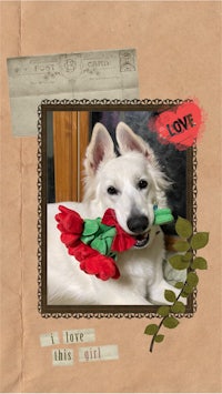 a photo of a dog with a rose in his mouth