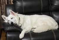 a white dog sleeping on a black leather chair