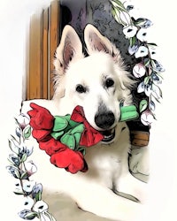 a drawing of a white shepherd dog holding a bouquet of flowers