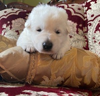 a white puppy laying on top of a pillow