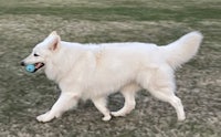 a white dog with a blue ball in its mouth