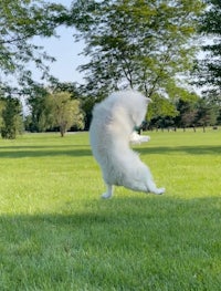 a white dog catching a frisbee in the grass