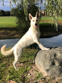 a white dog standing on top of a rock