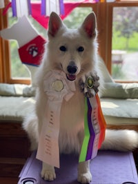 a white dog with ribbons sitting on top of a table