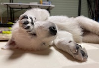 a white puppy laying on the floor with its paws up