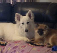 a white dog and a small dog laying on a couch