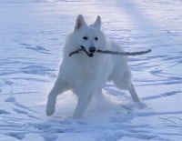 a white dog running with a stick in the snow