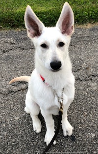 a white dog sitting on a leash