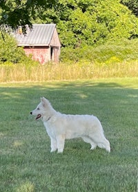 a white dog standing in a grassy field