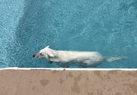 a white dog swimming in a pool