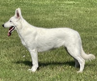 a white dog standing in a grassy field