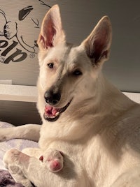 a white dog laying on a bed with a baby