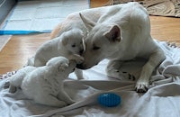 a white dog playing with two puppies on a blanket