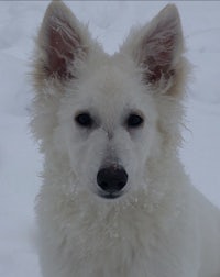 a white dog sitting in the snow