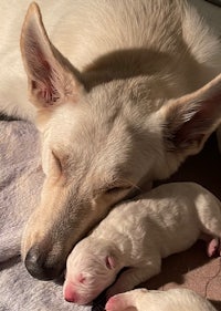 a white dog is sleeping next to two small puppies