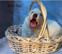 a white puppy is sitting in a wicker basket