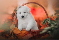 a white puppy sitting in a basket full of autumn leaves