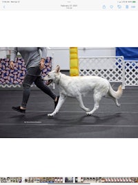 a woman is running with a white dog in an arena