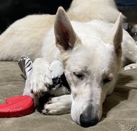 a white shepherd dog laying on a bed with a toy