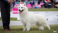 a white dog standing on a leash at a dog show