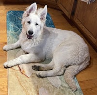 a white shepherd dog laying on a kitchen mat