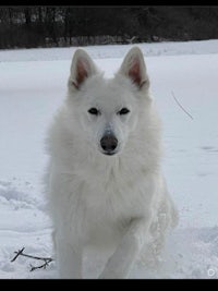 a white dog running in the snow