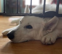 a white dog laying on the floor under a gate