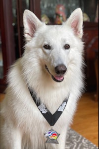 a white dog with a medal sitting on a floor