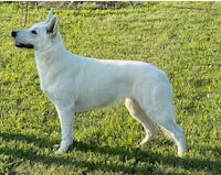 a white german shepherd standing in the grass