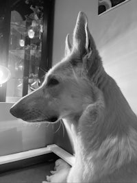 a black and white photo of a dog