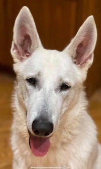 person, an adoptable german shepherd dog in cleveland, oh