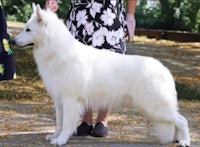 a woman is standing next to a white dog