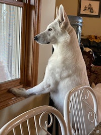 a white dog looking out a window