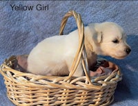 a white puppy in a wicker basket with the words yellow girl