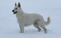 a white dog standing in the snow