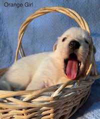 a white puppy is sitting in a basket with its tongue out