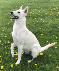 a white dog sitting in a field with dandelions