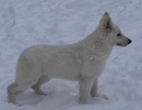 a white german shepherd puppy standing in the snow