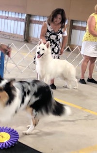 two dogs are competing in a dog show