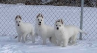 three white puppies standing in the snow next to a fence