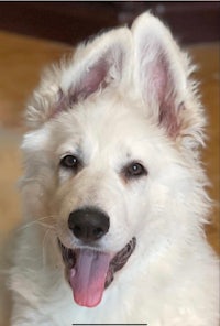 a white dog with its tongue out is sitting on the floor