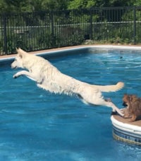 a white dog jumping into a pool with a small dog