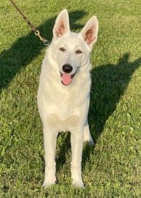 a white dog standing on a leash in the grass