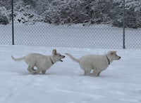 two white dogs running in the snow