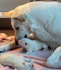 a white dog is laying on a blanket with two puppies