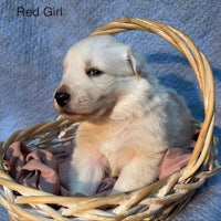 a white puppy sitting in a basket with the word red girl